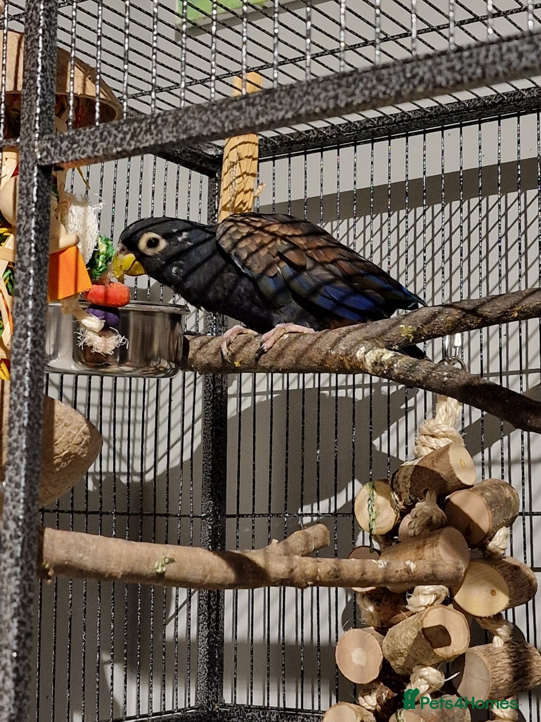 Parrots birds for sale: Bronze wing Pionus female 3 years old - Image 10