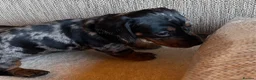 Miniature Dachshund dogs for sale: Miniature dachshunds - Advert 31
