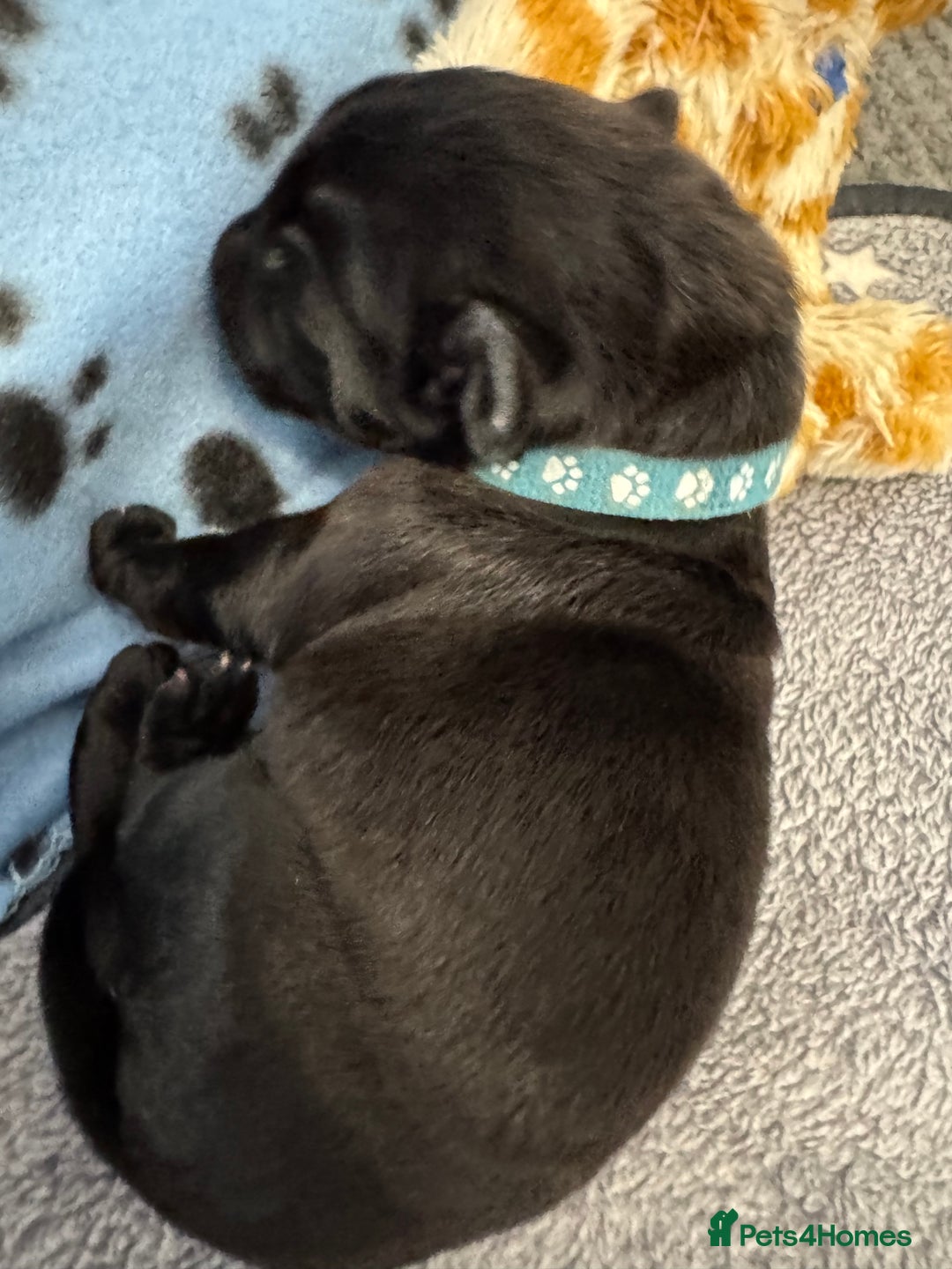 Neapolitan Mastiff dogs for sale: Neapolitan mastiff puppies  - Image 40