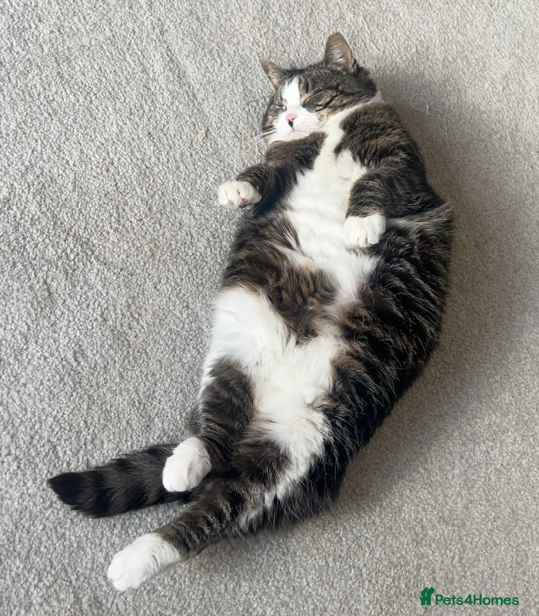 American Shorthair cats for sale: Belly looking for lovely home - Advert 3