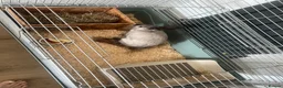 Mixed Breed rabbits for sale: Gorgeous little white and grey male rabbit  - Advert 3