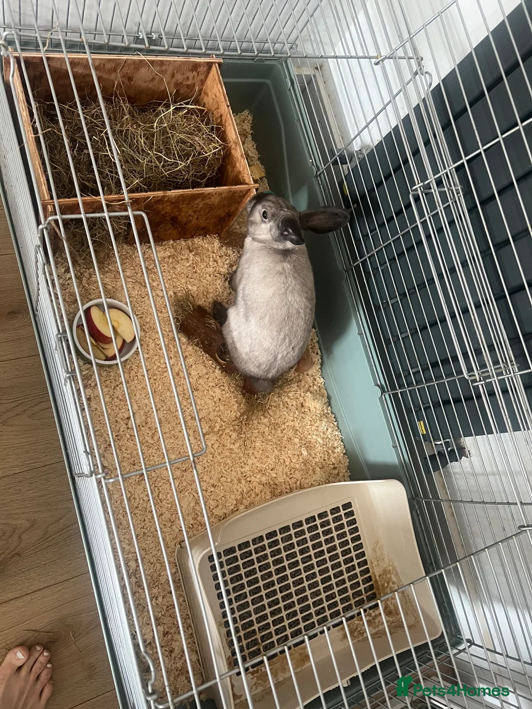 Mixed Breed rabbits for sale: Gorgeous little white and grey male rabbit  - Advert 3
