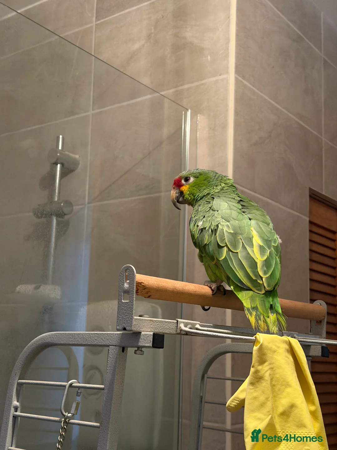 Parrots birds for sale: Red lored Amazon parrot  - Advert 1
