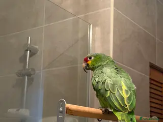 Parrots birds Red lored Amazon parrot - Advert 1