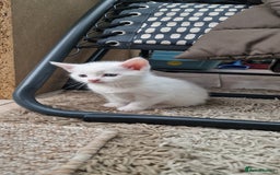 Mixed Breed cats for sale: White kittens. Ready Now. £150 each - Image 20