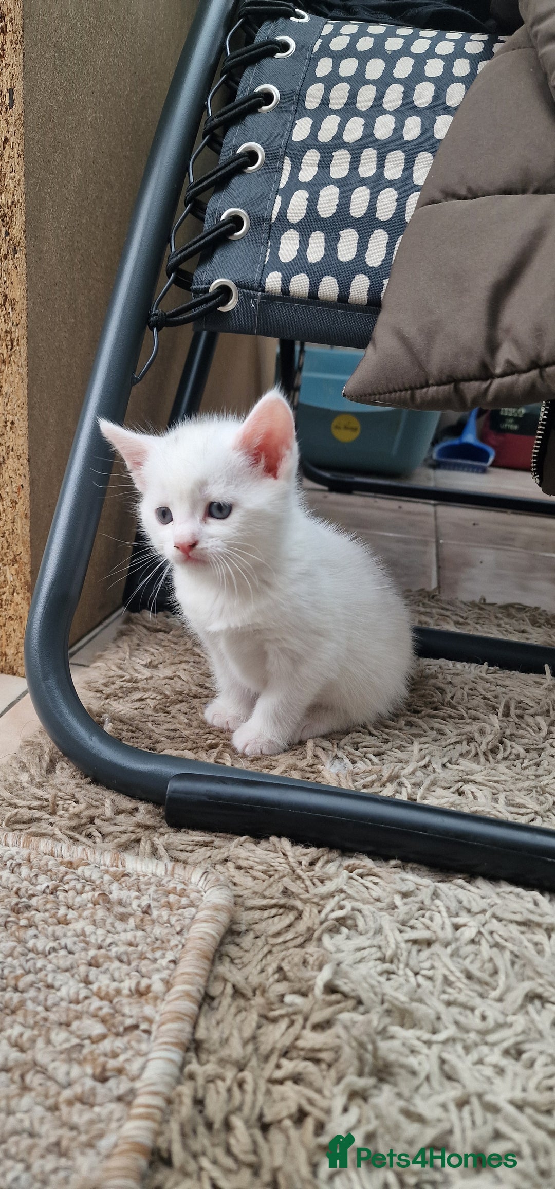 Mixed Breed cats for sale: White kittens. Ready Now. £150 each - Image 20