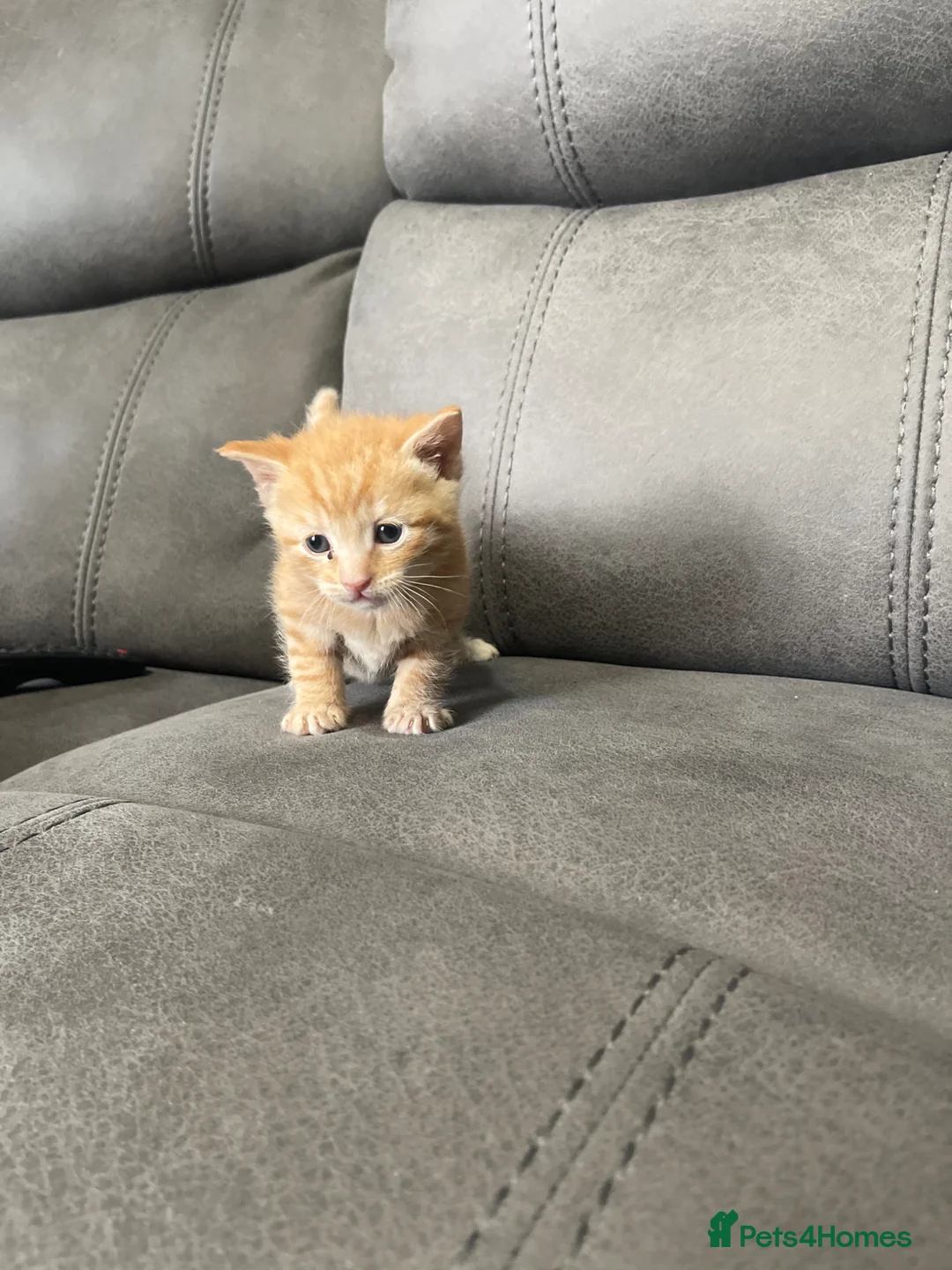 Mixed Breed cats for sale: 5 beautiful kittens for sale £200, £250 for ginger - Advert 1