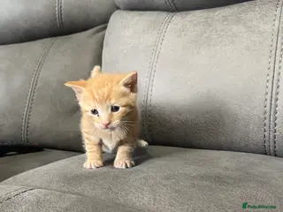 Mixed Breed cats 5 beautiful kittens for sale £200, £250 for ginger - Advert 1