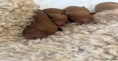 Miniature Poodle dogs - Advert 2
