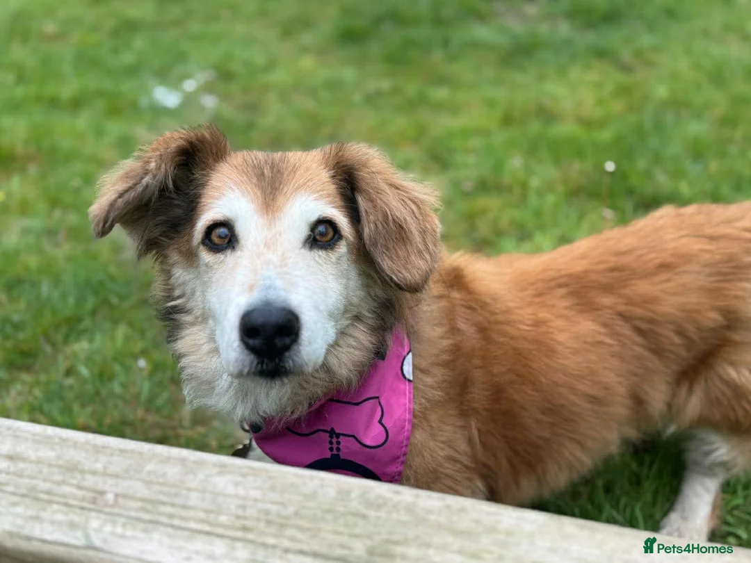 Mixed Breed dogs for adoption: LENIA-very friendly girl/loving companion/happy in Llanybydder - Advert 2