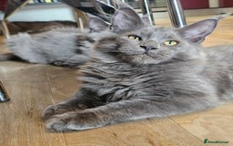 Maine Coon cats for sale: 🔥*Stunning Litter of 8💎Solid Blue Maine Coon*🔥  - Image 11