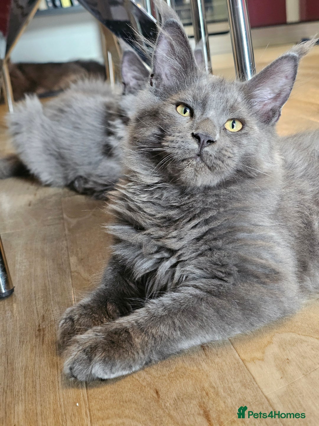 Maine Coon cats for sale: 🔥*Stunning Litter of 8💎Solid Blue Maine Coon*🔥  - Image 11