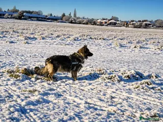 German Shepherd dogs Straight Back Long Hair GSD – Female - Advert 3