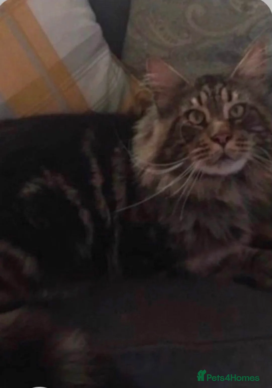 Maine Coon cats for sale: One stunning X-Large classic tabbie Mainecoon boy  - Advert 10