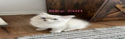 Siberian cats for sale: Amazing Siberian Neva Masquerade/Ragdoll kittens  - Advert 35