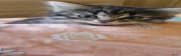 Maine Coon cats for sale: Kittens for sale - Advert 6