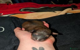 Cavapoo dogs for sale: One gorgeous cavapoo brown boy left ❤️ - Advert 14