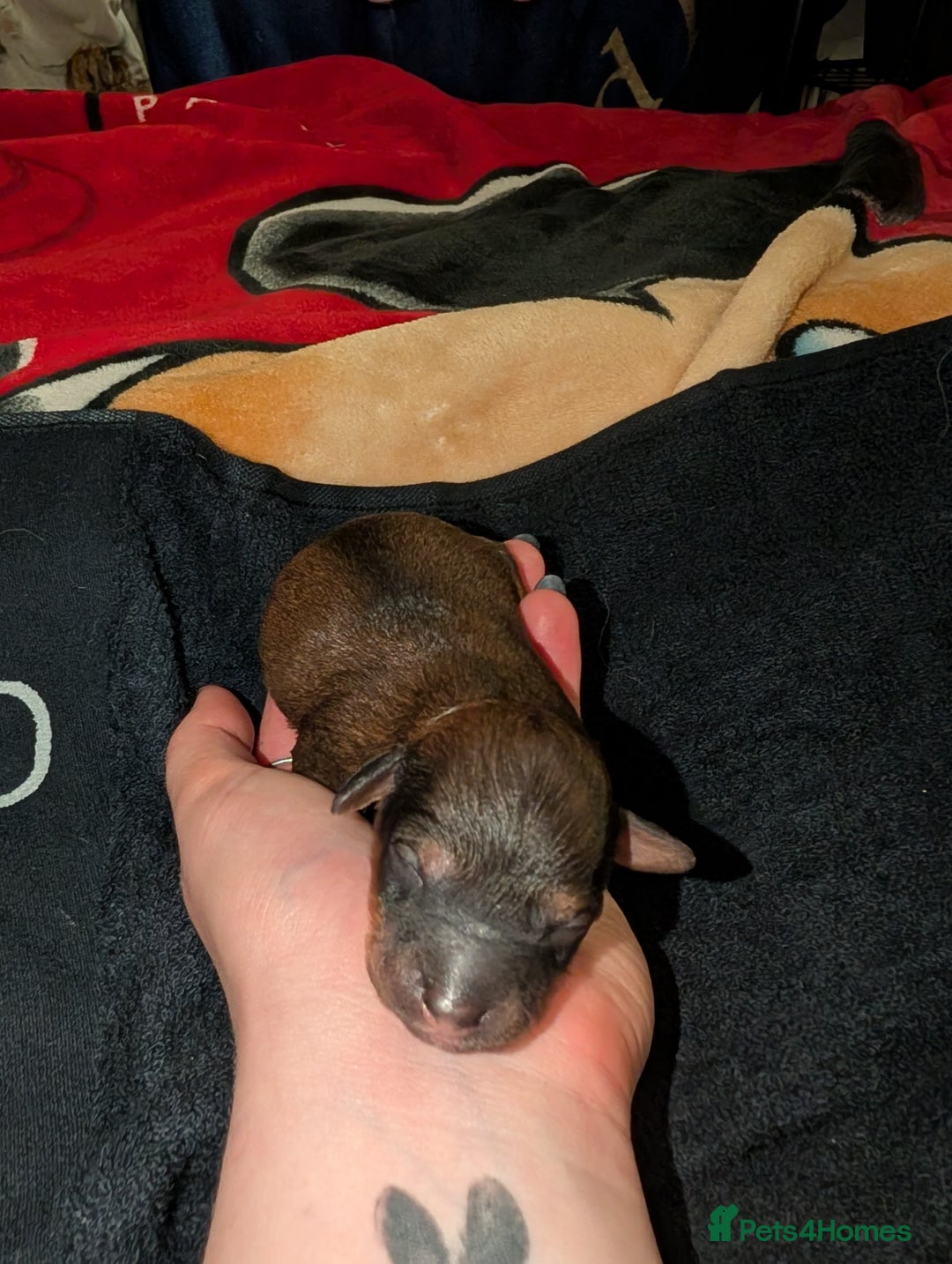 Cavapoo dogs for sale: One gorgeous cavapoo brown boy left ❤️ - Advert 14