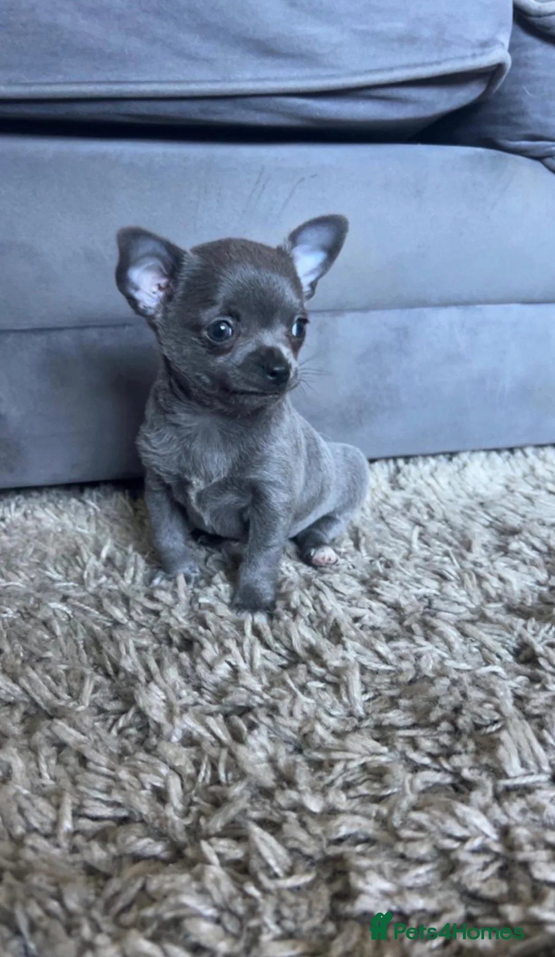 Chihuahua dogs for sale: Chihuahua - Advert 2