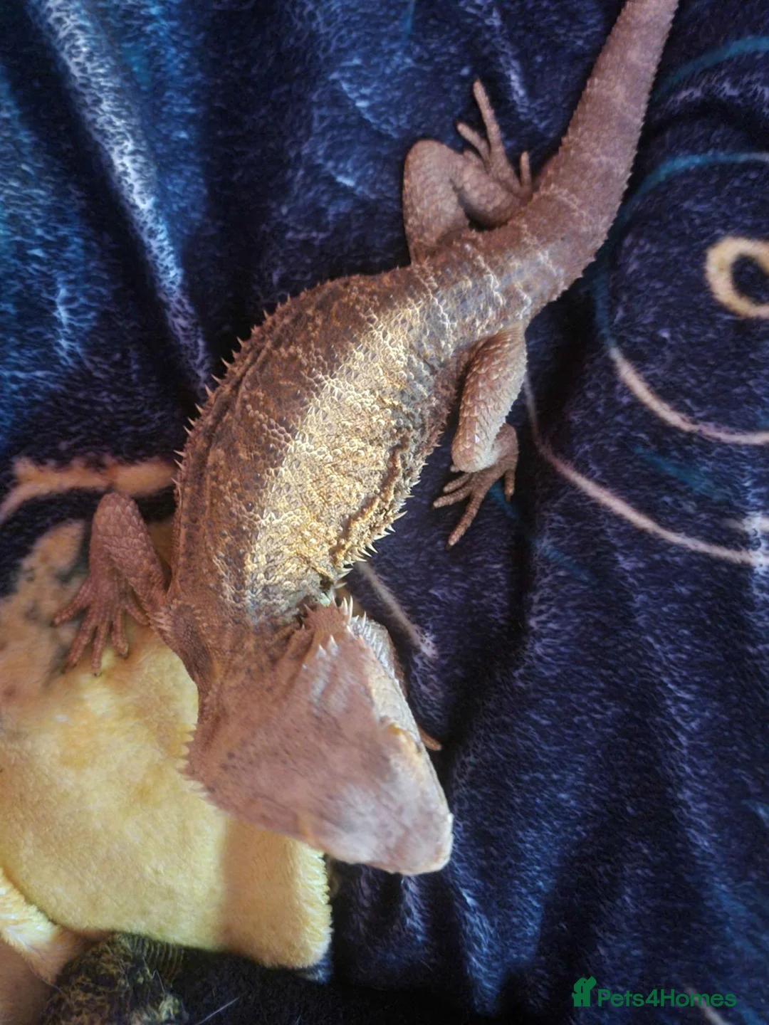 Bearded Dragon reptiles for sale: Estimated 3 yrs old Male beardie - Castiel - Advert 2