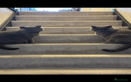 British Shorthair cats for sale: 2 cuddly bsh best friends  - Advert 2