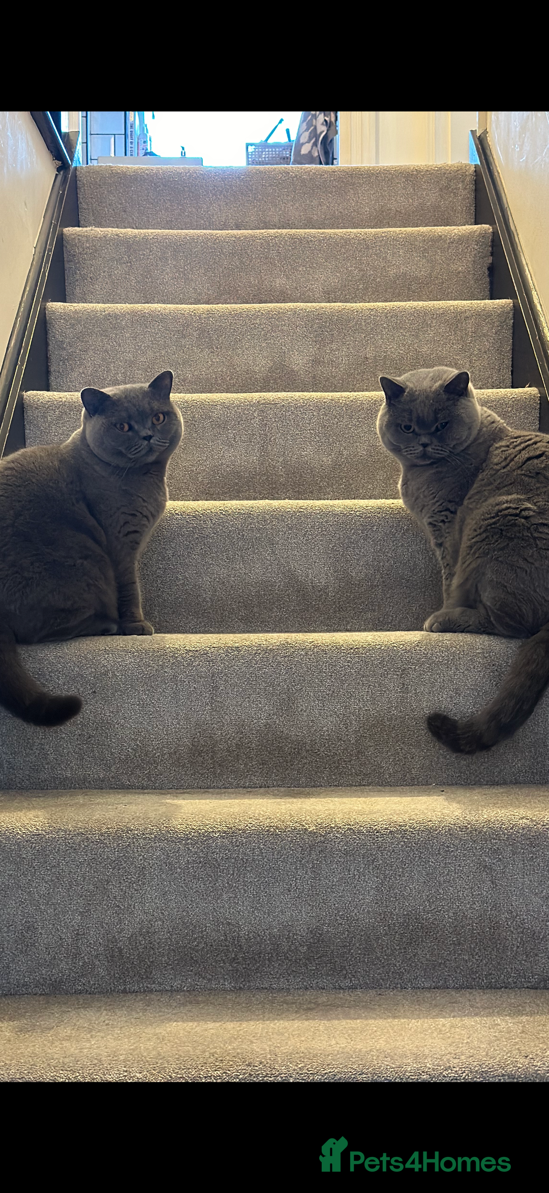 British Shorthair cats for sale: 2 cuddly bsh best friends  - Advert 2