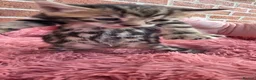 Bengal cats for sale: Beautiful Purebred Bengal Kittens - Advert 25