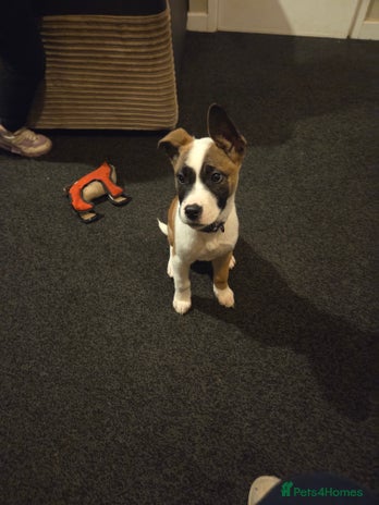 Mixed Breed dogs - Advert 11