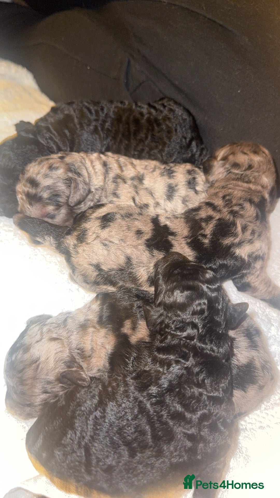 Labradoodle dogs for sale: Stunning tiny labradoodles blue Merle & black - Image 1
