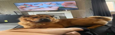 Mixed Breed 1