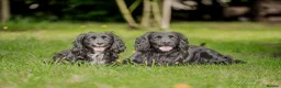 Cocker Spaniel dogs for sale: Gold Working Cocker bitch pup - Advert 3