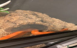 Corn Snake reptiles for sale: Corn snakes for sale - Image 11