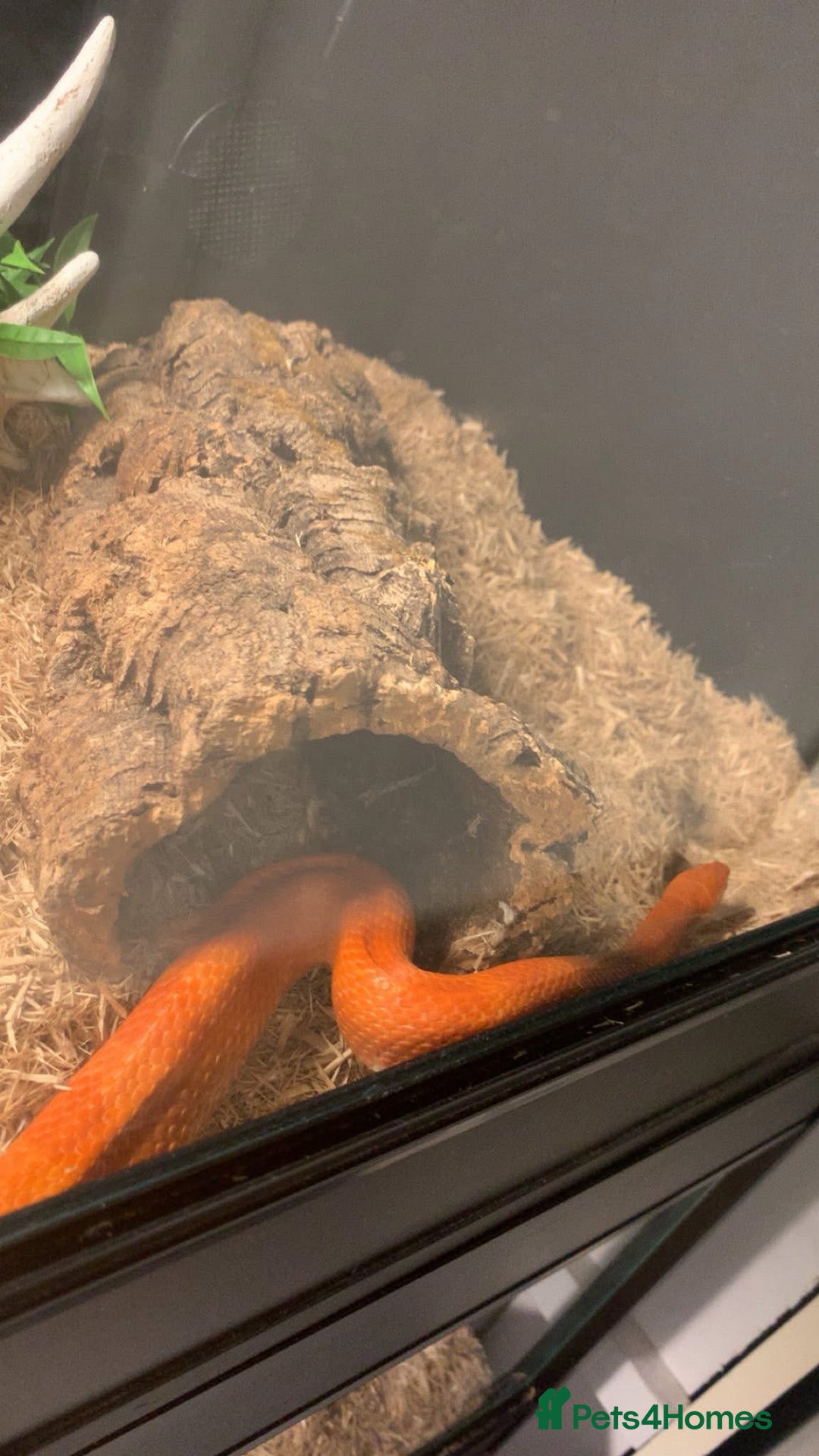 Corn Snake reptiles for sale: Corn snakes for sale - Image 11