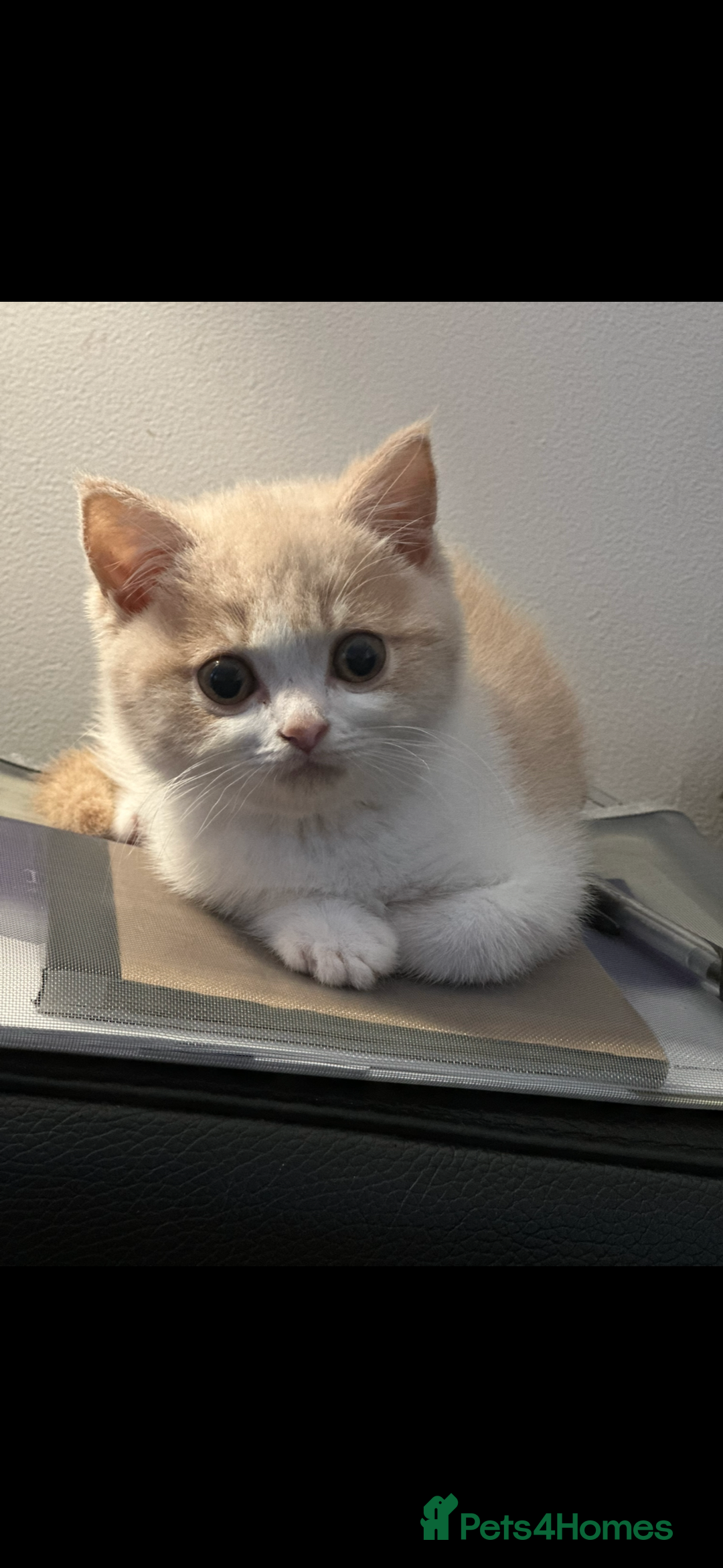 British Shorthair cats for sale: Ready now Female cream bicolour BSH - Advert 8