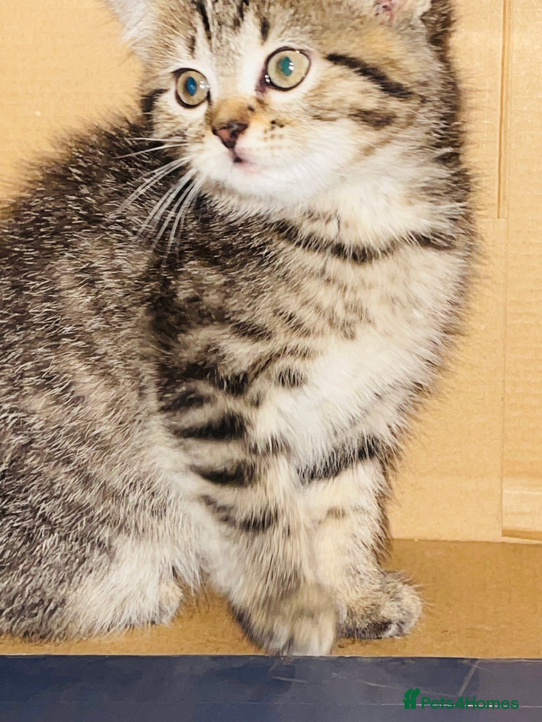 Brazilian Shorthair cats for sale: BSH looking for her forever home  - Advert 2