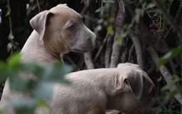 Mixed Breed dogs for sale: Mixed Breed w/Lurcher Mix Puppies ready for a home - Image 9