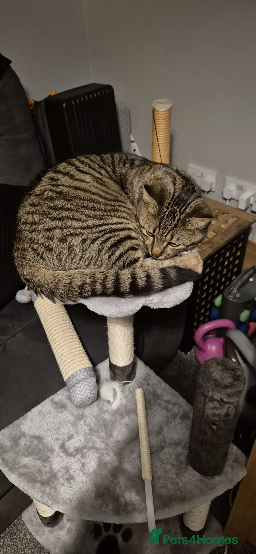 Mixed Breed cats for sale: Male tabby  - Advert 2