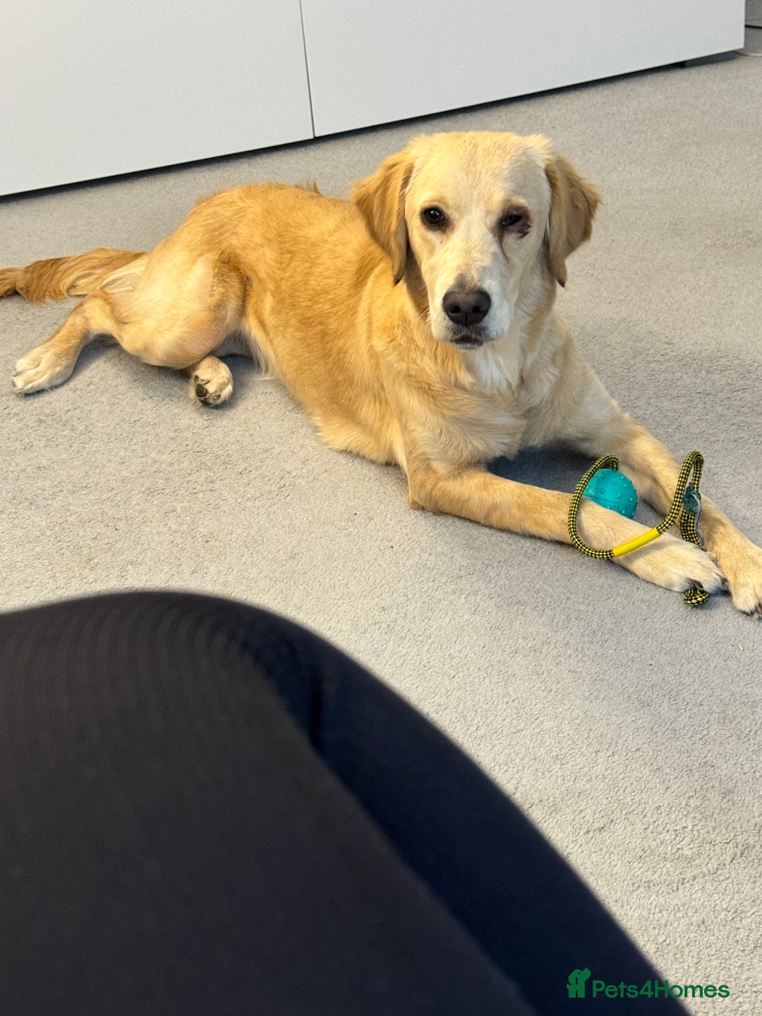 Golden Retriever dogs for sale: 7 month old female golden retriever - Advert 9