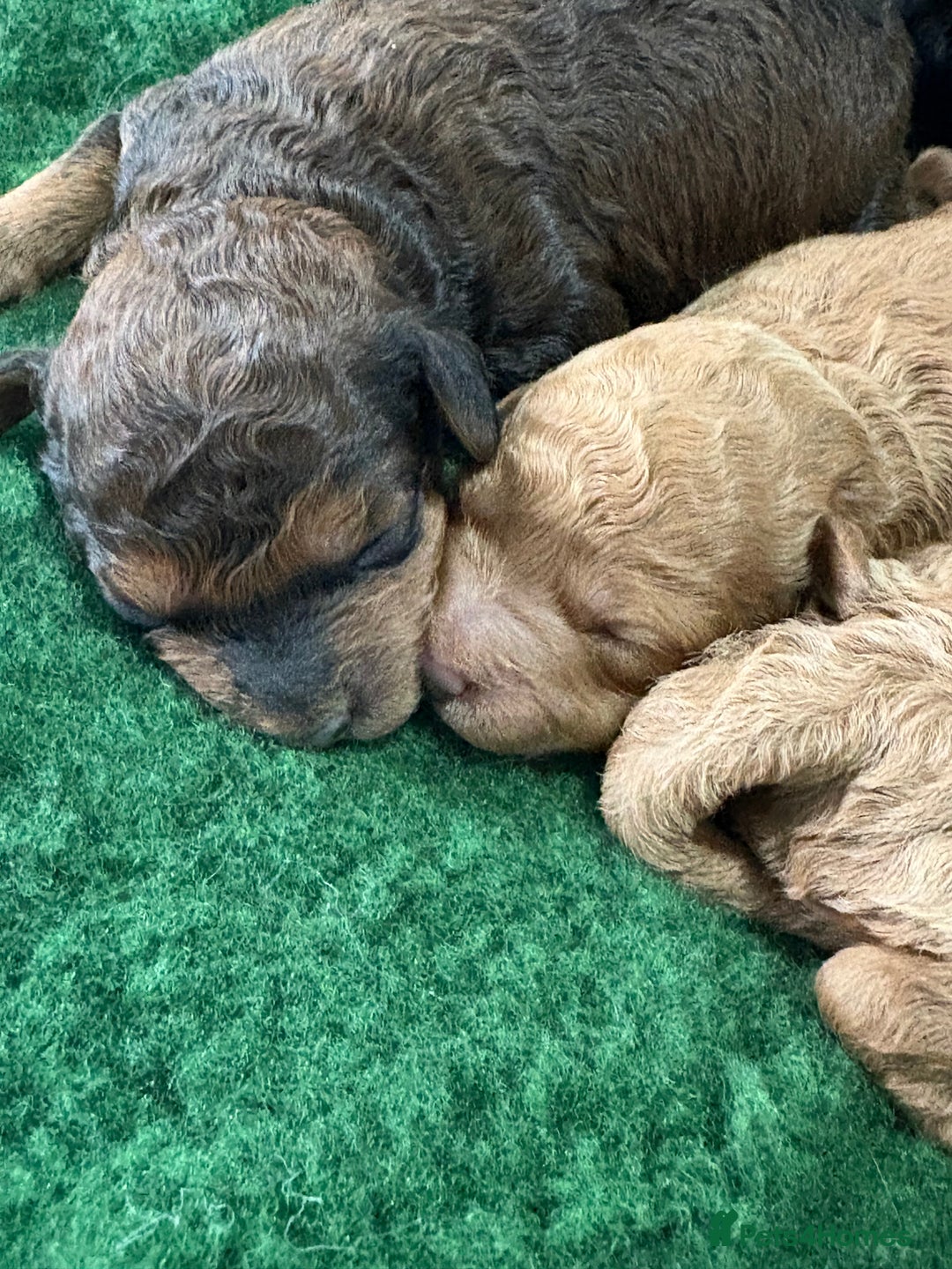 Cockapoo dogs for sale: Beautiful f1b cockapoo  - Advert 8