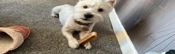 West Highland Terrier dogs for stud: KC Registered West Highland White Terrier *STUD* - Advert 17