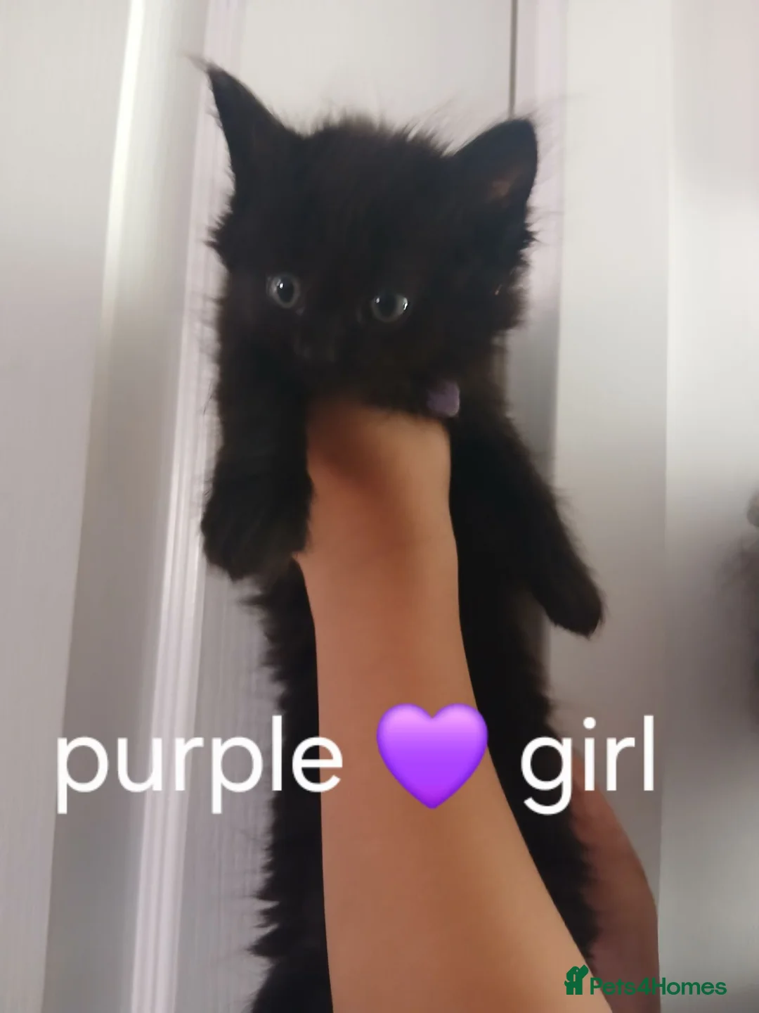 Mixed Breed cats for sale: Fluffy kittens - Advert 6