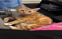 Domestic Shorthair cats for sale: Need to rehome my beautiful cats.  - Image 1