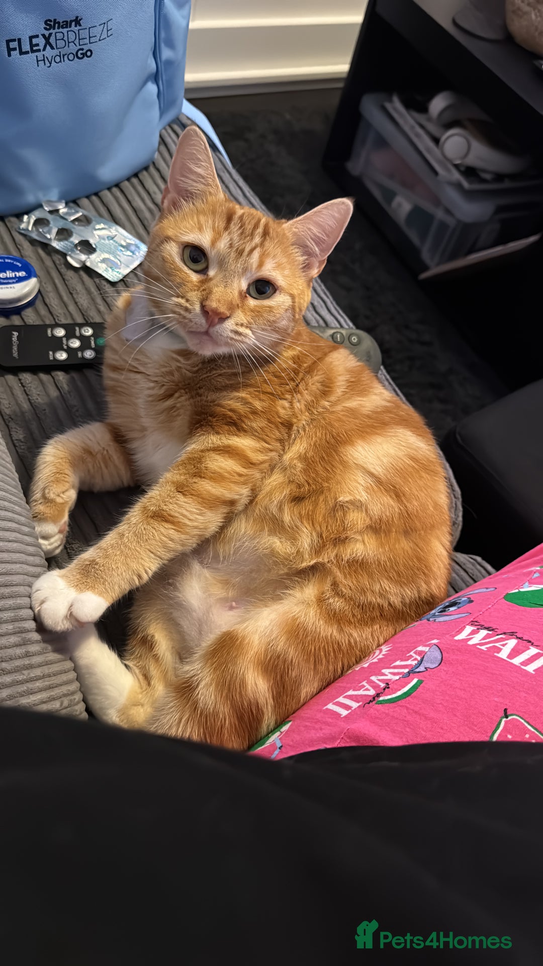 Domestic Shorthair cats for sale: Need to rehome my beautiful cats.  - Image 1