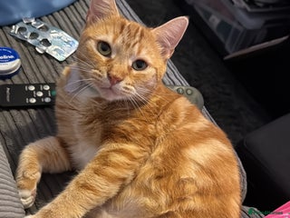 Domestic Shorthair cats for sale - Advert 1