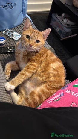 Domestic Shorthair cats - Advert 2