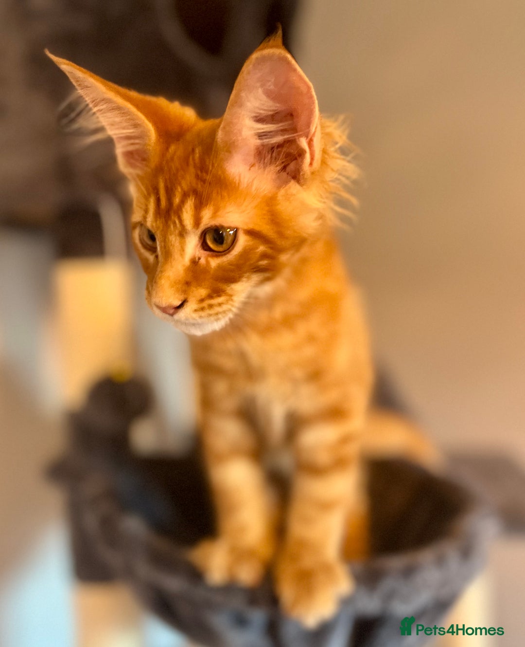 Maine Coon cats for sale: *READY* Stunning Tica Maine Coons - Image 27