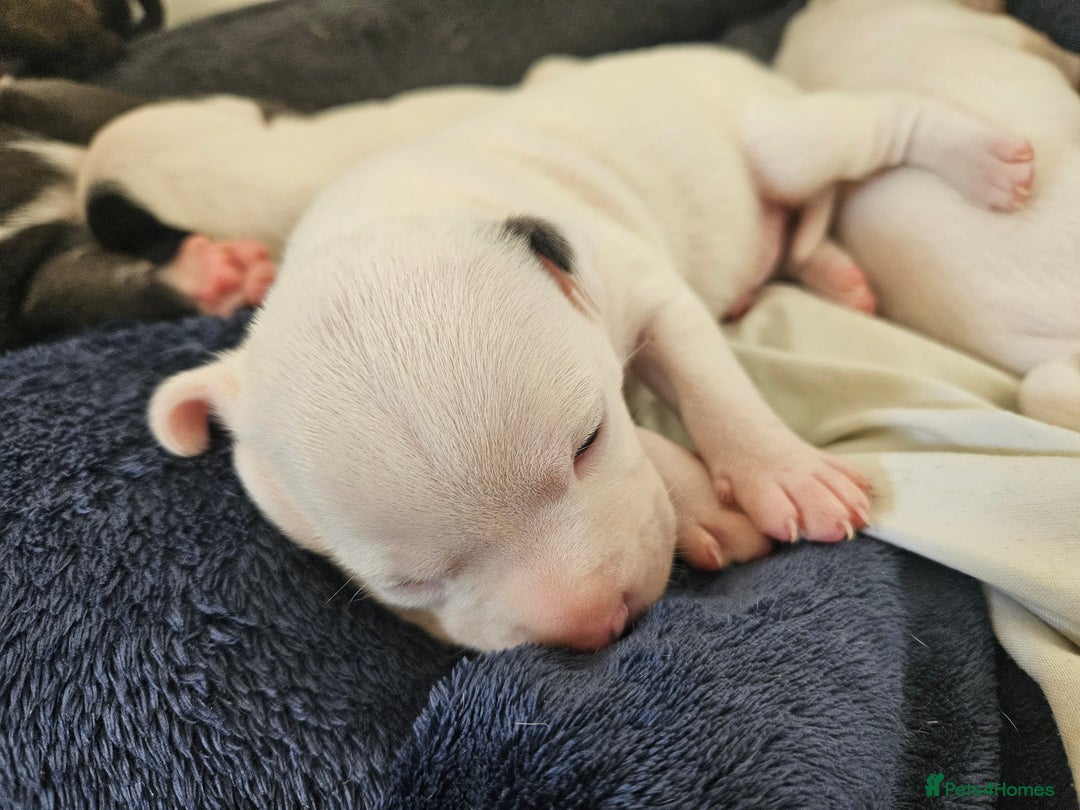 Staffordshire Bull Terrier dogs for sale:  Unique Classic Markings - Image 29