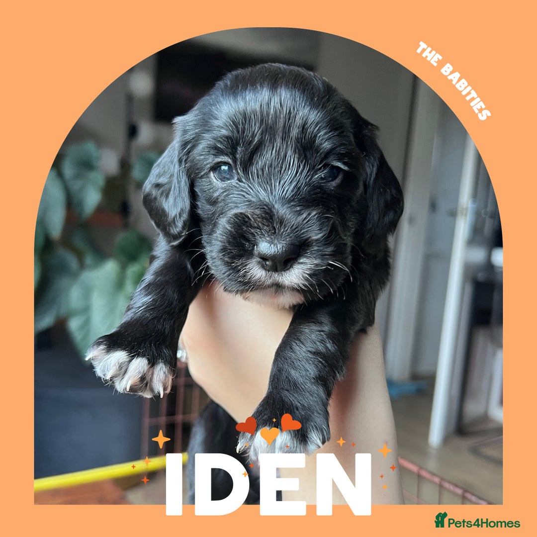 Cocker Spaniel dogs for sale: Working Cocker Spaniels Puppies for sale  - Advert 12