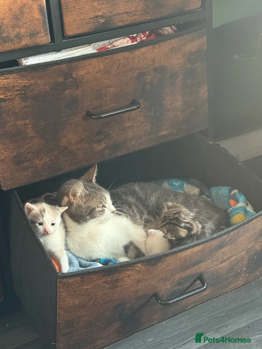 Domestic Shorthair cats for sale: Two Kittens Ready Now ❤️ in Pontypridd - Advert 2