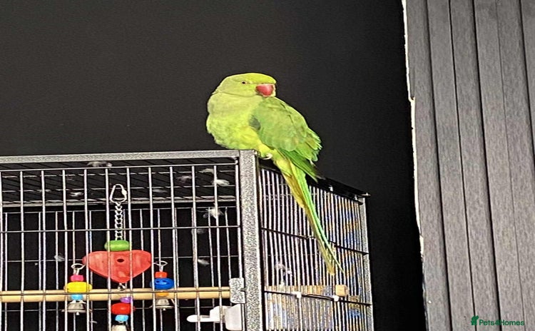 Ringnecks birds - Advert 1